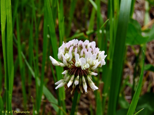 {Trifolium repens}